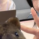 핑퐁프랜드 이미지