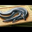 고창선운산풍천민물장어