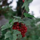 남영식당 이미지