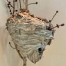 Surfing ma 이미지