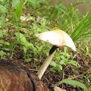 하얀버섯 이미지