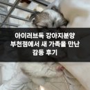 아이러브독 강아지 부천점 | 아이러브독 강아지분양 부천점에서 새 가족을 만난 감동 후기