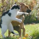 당감복싱클럽 이미지