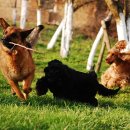 제이 애견 호텔 이미지