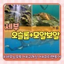 아빠와 고래 | 세부 고래상어 투어 오슬롭+모알보알 남부투어 당일치기 오모팩 피터팬투어 후기