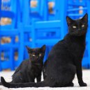 내방안 고양이 이미지