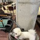 카페또또 | [경산 애견동반카페] 또또 가게 되는 오던 방문 후기
