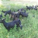 토종흑염소농장 이미지