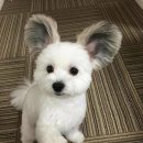 이쁜 댕댕이 Daum카페