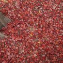 서학동예술마을 이미지