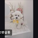 베르펫살롱 이미지