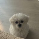 솜뭉치 | 보니또따 미니비숑 입양 후기｜우리 집 솜뭉치 설탕이를 만난 날 🐶🤎