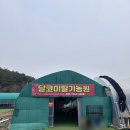 화산농원 | 경북 영천 달코미딸기농원 체험 후기