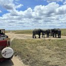 세렝게티 이미지