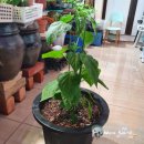 탱이언니 이미지