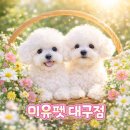 펫토이동물병원 | 안동토이푸들분양 후기｜실제 방문 비교 후 결정한 곳은 여기였습니다