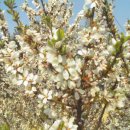 번개닭갈비 이미지