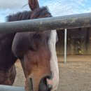 부자목장2 이미지