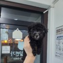 댕댕 일번가 이미지