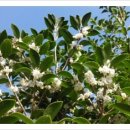 호랑가시나무민박 이미지