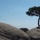 바위와소나무 이미지