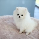 히힛