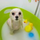 몽이묭실 이미지