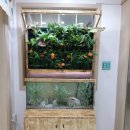 3자 탁상용 수직 정원 - 아쿠아포닉 시스템 Aquaponic Sys. + 받침장 (다이) - 화성시 동탄 이화유치원 이미지