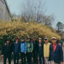 남산 벚꽃 나들이 5. 사진 이산호 동문 이미지