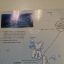 화이트 헤븐 이미지