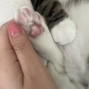 로즈네일 | 다이소 젤네일 신상 시럽 컬러 로즈밀크티 후기 봄 네일 추천