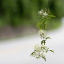 장모사랑 이미지