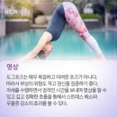 도그의 하루 이미지