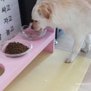 냥이멍이네 이미지