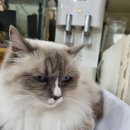 개이쁜냥 이미지