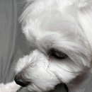 개와당신 이미지