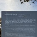 세종시 연서면 봉산동 440살 향나무 - 박영재 댄스스포츠 전문학원 이미지