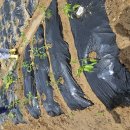 윤우농장 이미지