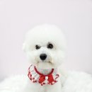 이쁜멍멍 이미지