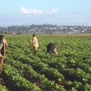 원금농장 이미지