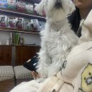 애니온동물병원 이미지