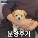 쓰담쓰담애견샵 | 세종시 쓰담쓰담 애견샵 말티푸 분양후기 (대전, 공주, 청주, 오송, 조치원)