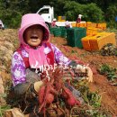 이현숙농장 이미지