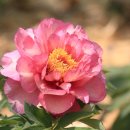 세계모란공원 이미지