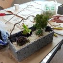 디어로사