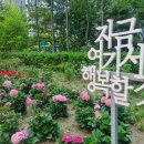 온천천시민공원 수국 이미지