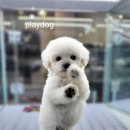 플레이독 파주본점 이미지