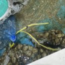 택이네 | 동탄석화찜 동탄굴찜 맛집 택이네 동탄점 겨울 제철 석화찜 후기