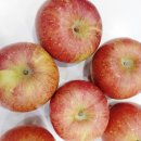 빛나펫살롱 이미지