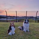 에스테르 독스 케어 하우스 이미지